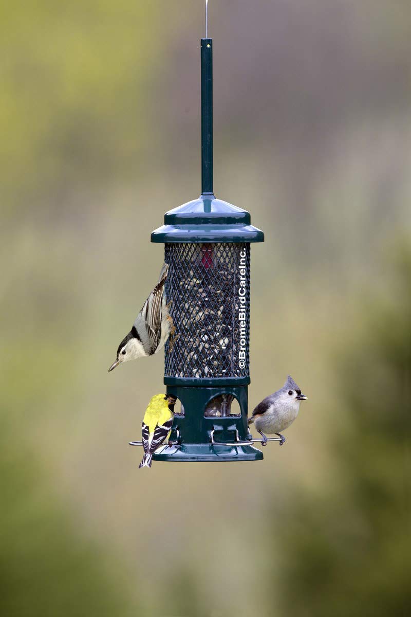 Squirrel Buster Standard Squirrel-proof Bird Feeder w/4 Metal Perches, 1.3-pound Seed Capacity