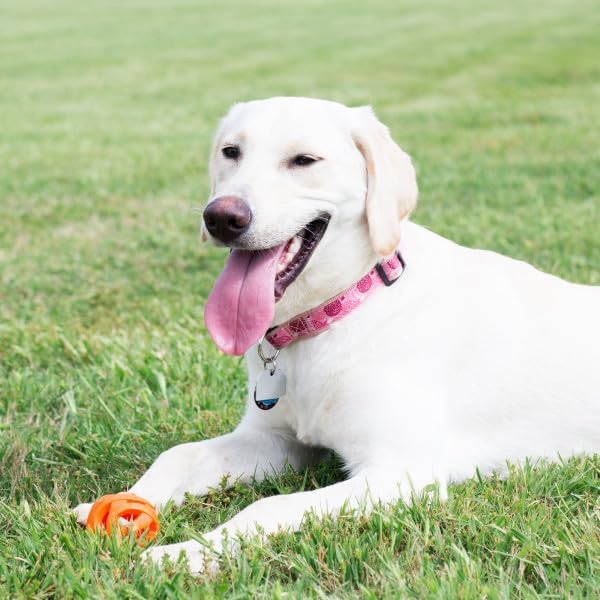 Chuckit Breathe Right Fetch Ball - X-Large (3.5 Inch)