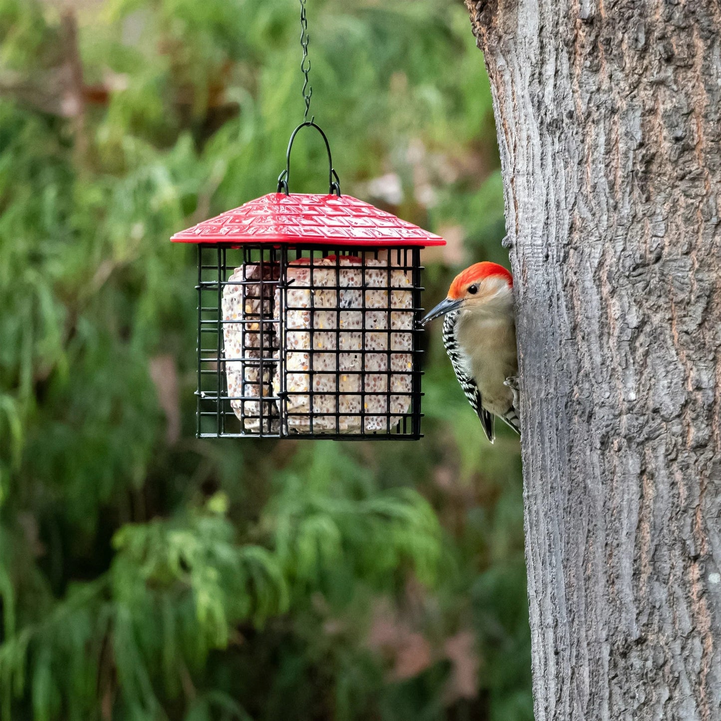 More Birds Single Suet Feeder With Weather Guard - 6.5"- One Unit- Assorted Color