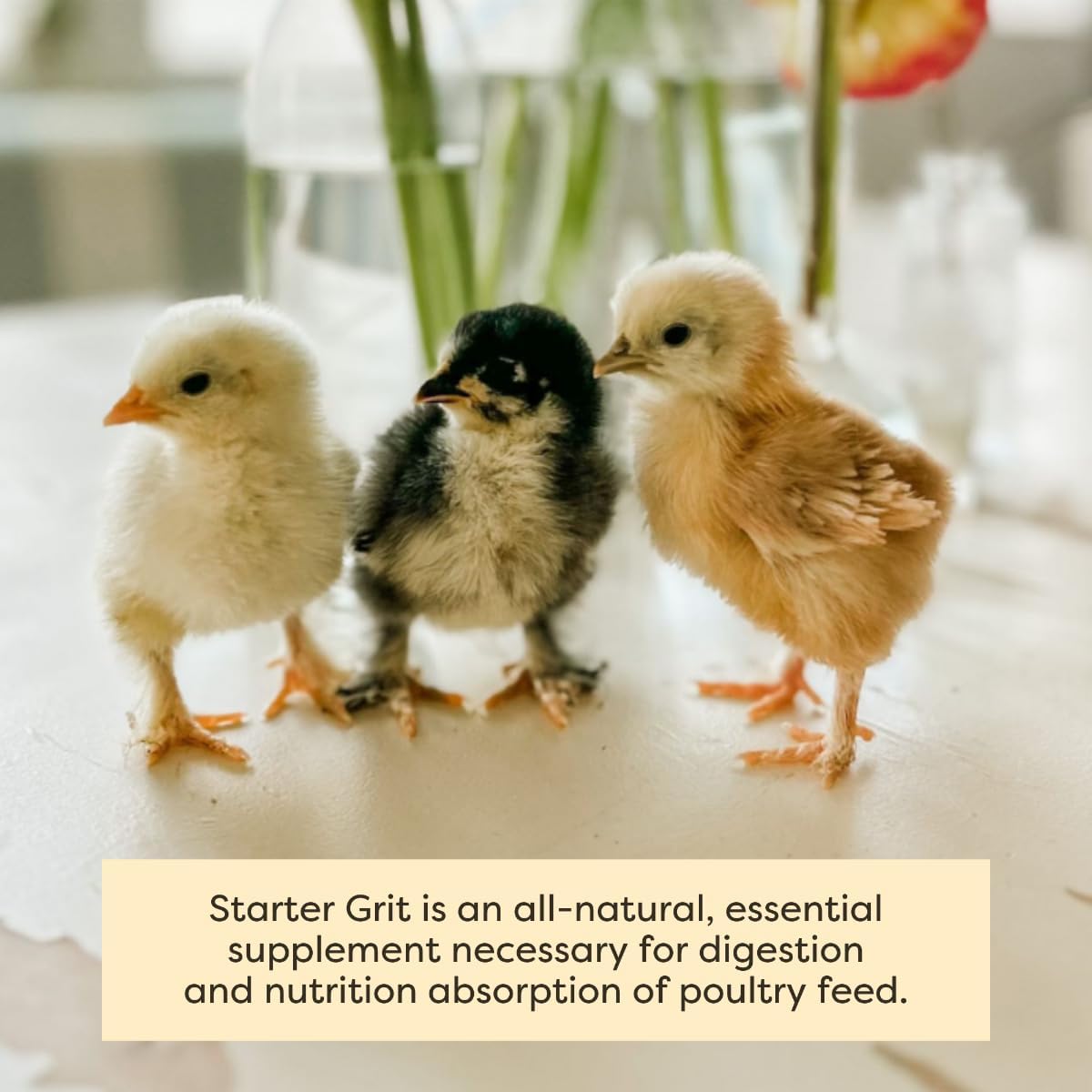Scratch and Peck Feeds Cluckin Good Starter Grit for Chicks and Ducklings - 7 lbs