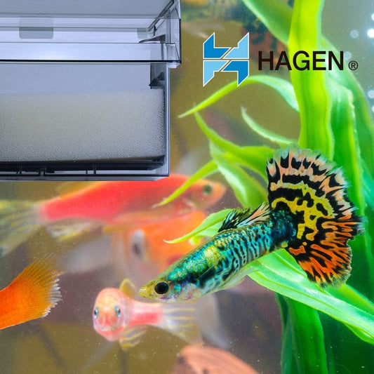 Aquaclear Filter Insert Foam (10 - 30 Gallon)