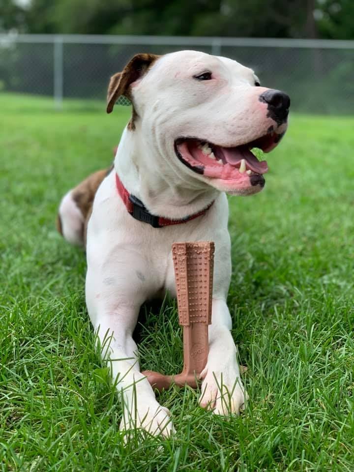 ETHICAL/SPOT Bam-Bones Plus T Bone Chew Dog Toy -  7" Beef Flavor