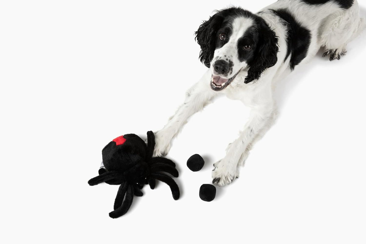 Midlee Hide a Ball Black Spider Halloween Dog Toy