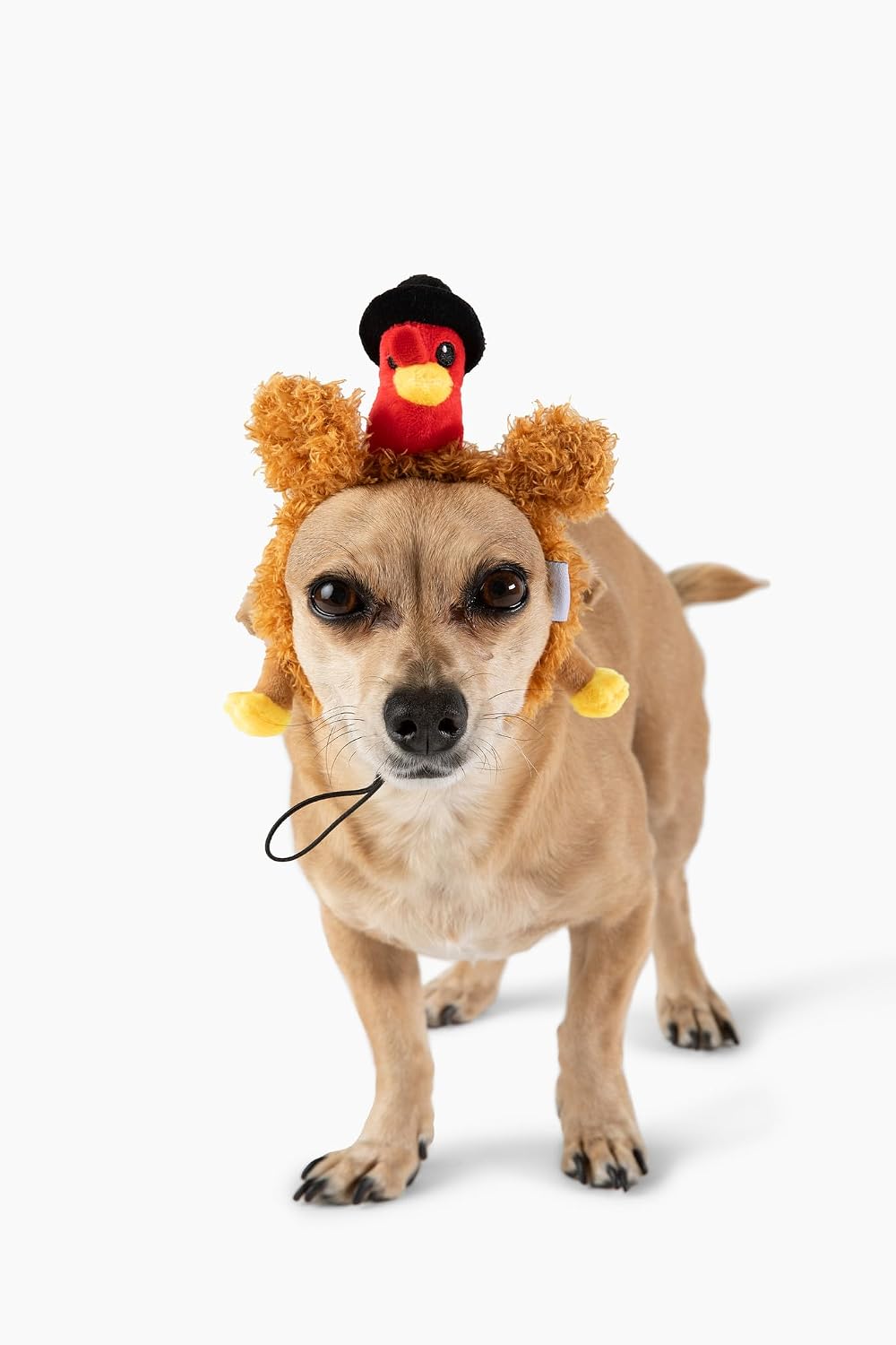 Midlee Pilgrim Turkey Dog Headband Thanksgiving Costume - Small