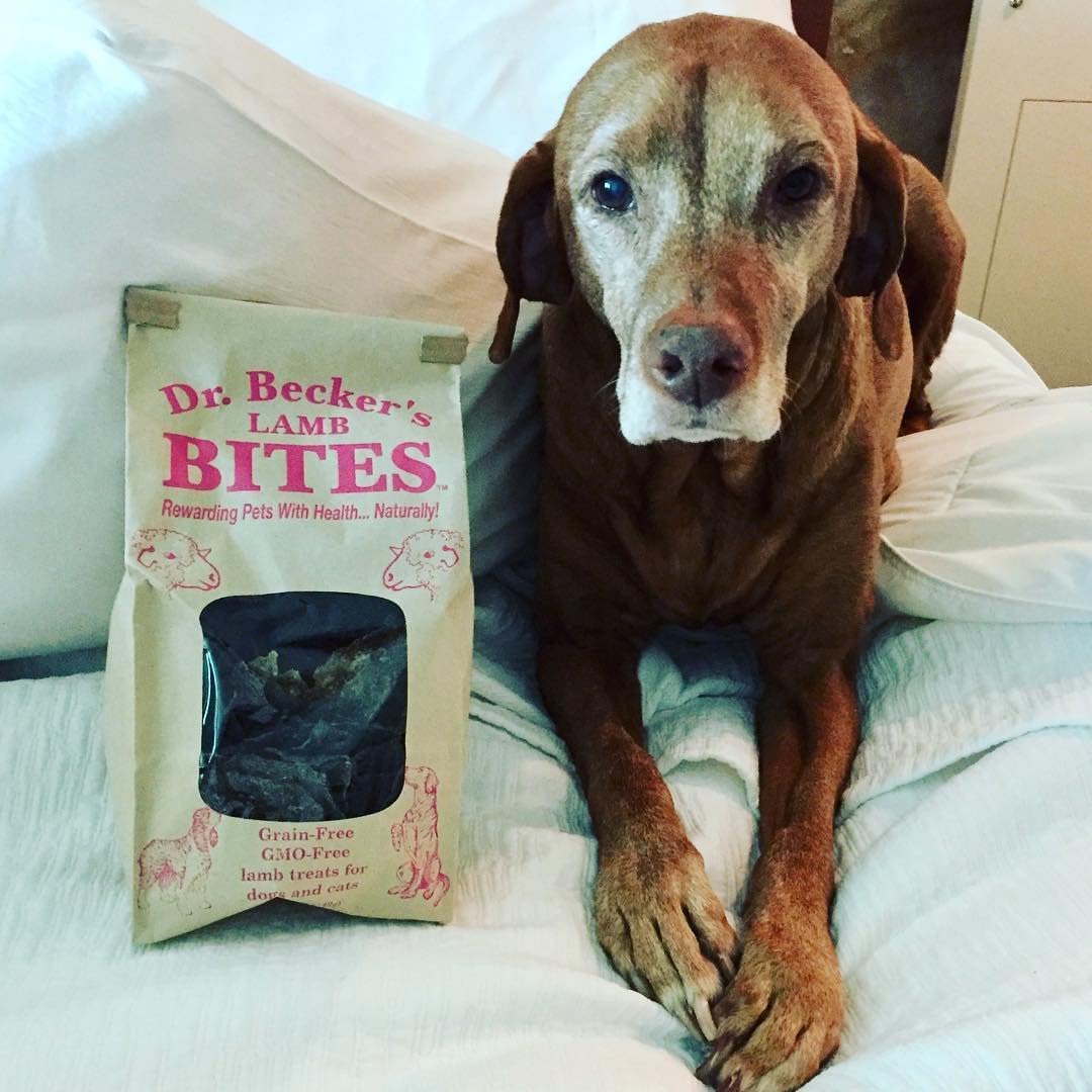 Dr. Becker's Lamb Bites | 100% Pure Meat Protein | Grain Free Liver Training Treats for Dogs & Cats, 5 oz