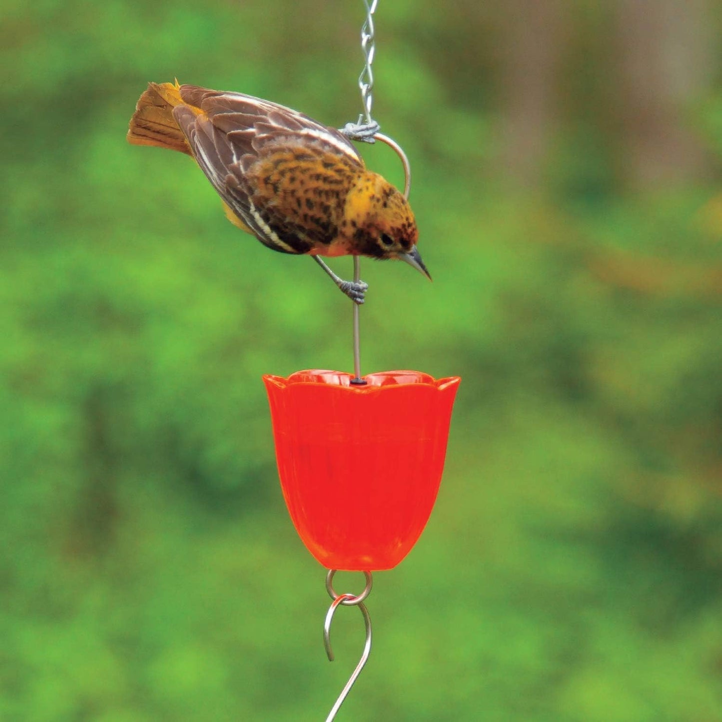 Droll Yankees Hummingbird Feeder Ant Moat