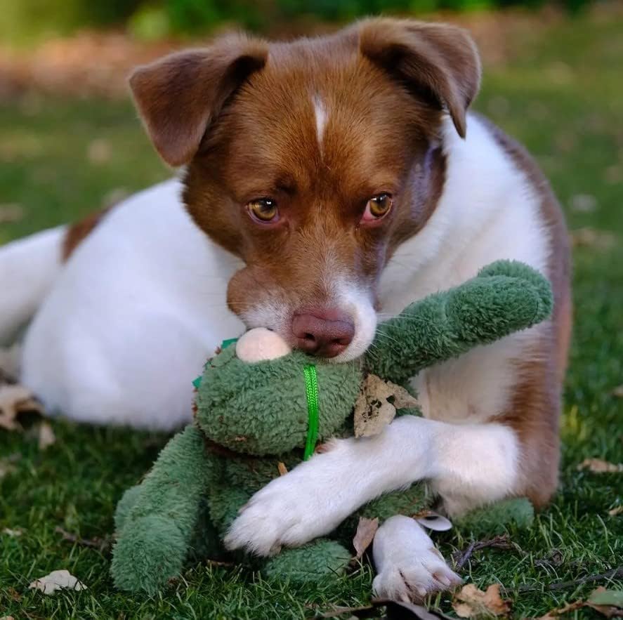 FuzzYard Scratchy the Green Flea Plush Squeaky Dog Toy - Large