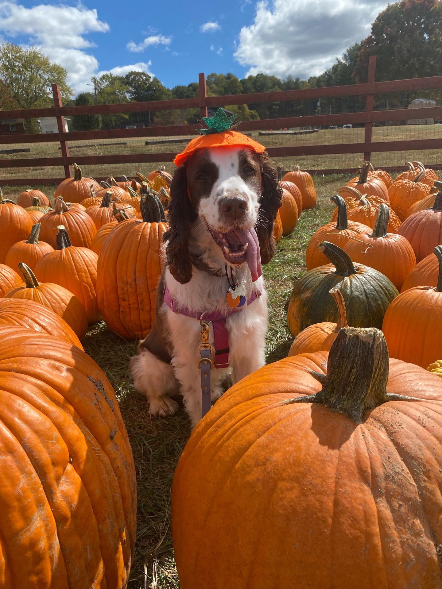 Midlee Dog Pumpkin Headband Halloween Costume