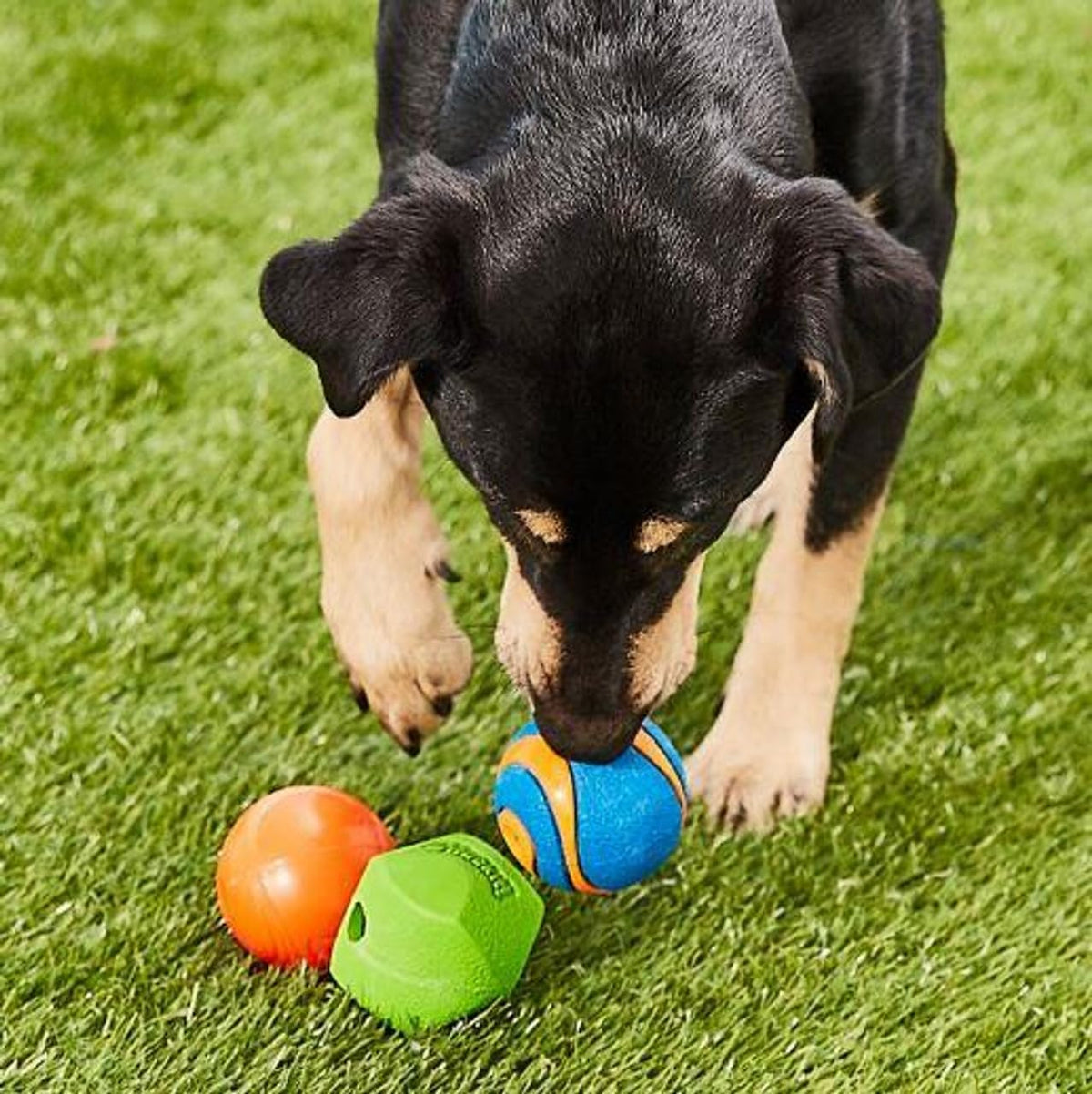 Chuckit Fetch Medley Dog Ball Dog Toys, Medium (2.5 Inch) Assorted Pack of 3- 2 Pack