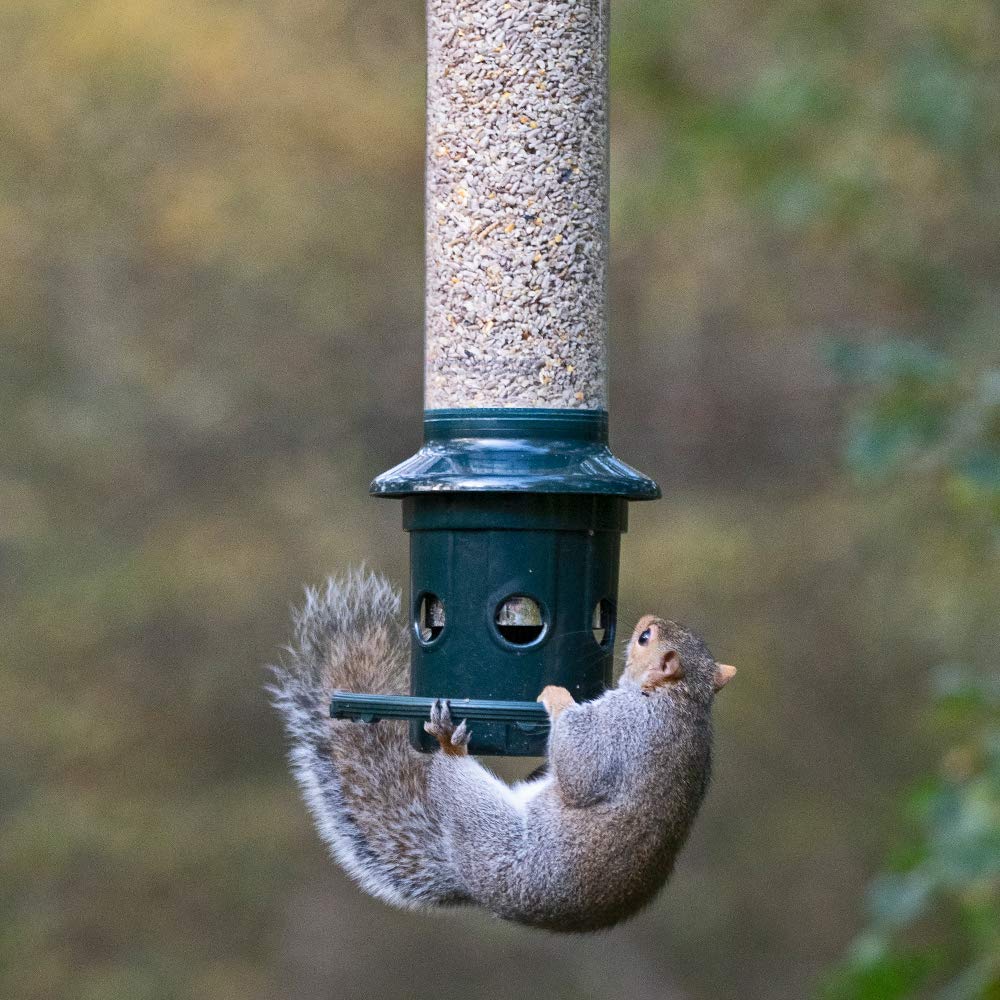 Squirrel Buster Plus Squirrel-proof Bird Feeder w/Cardinal Ring and 6 Feeding Ports, 5.1-pound Seed Capacity