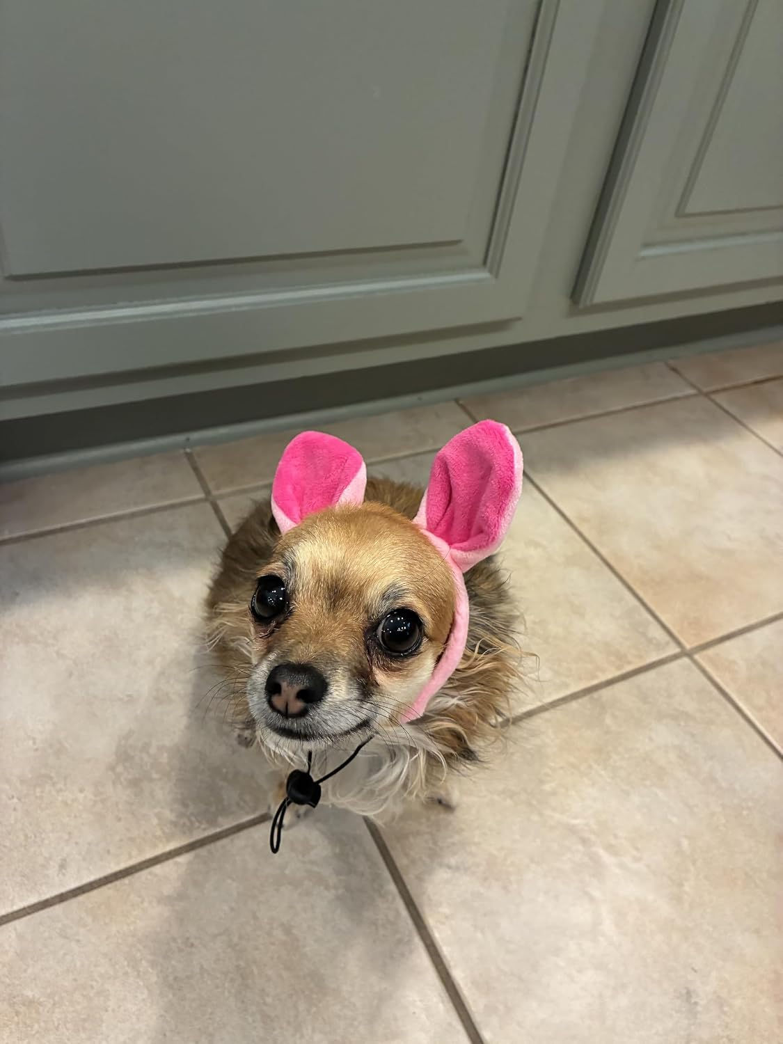Midlee Pig Headband with Tail Dog Halloween Costume - Small