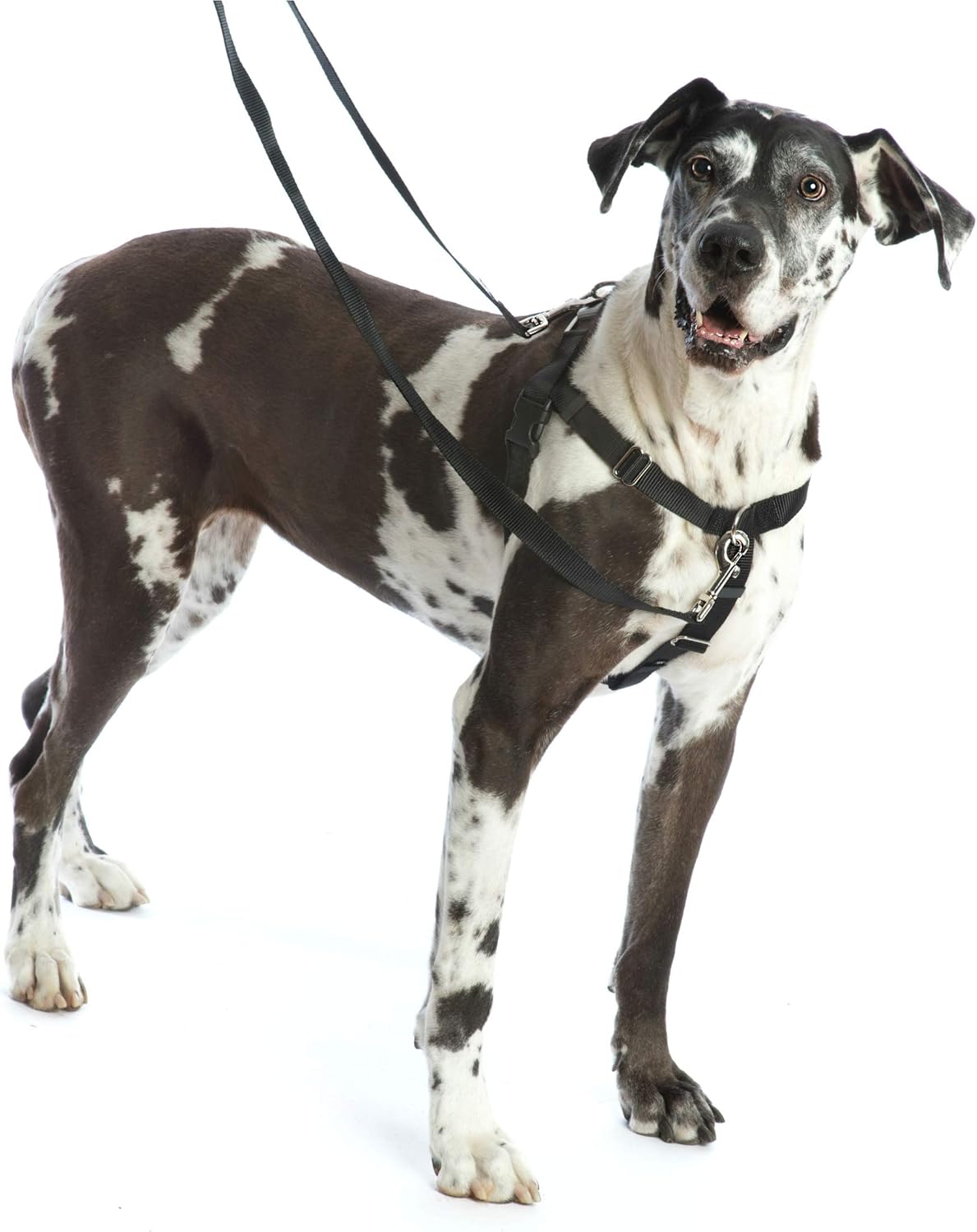 2 Hounds Design Freedom No-Pull Dog Harness Training Package, Small, Raspberry