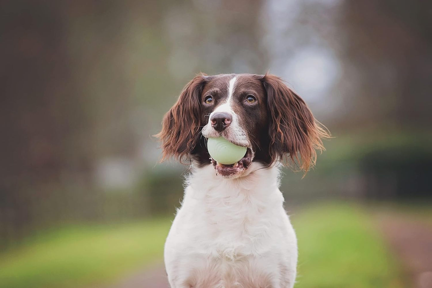 Chuckit! Fetch Medley Dog Balls Set of 3- Small