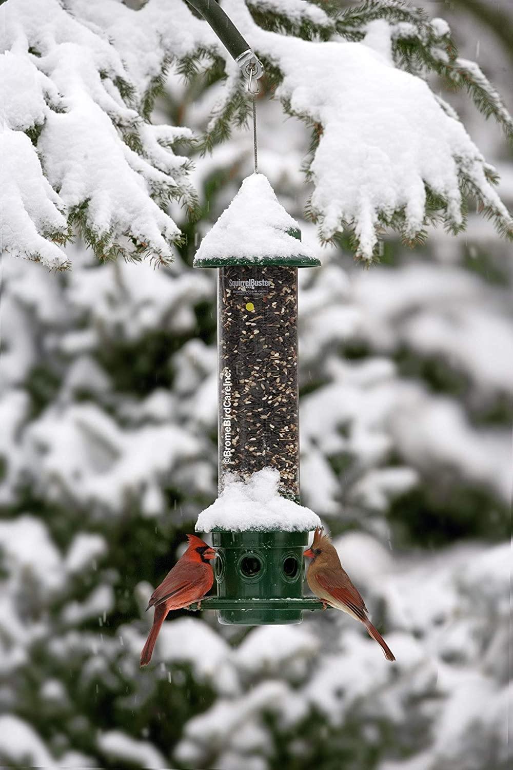 Squirrel Buster Plus Squirrel-proof Bird Feeder w/Cardinal Ring and 6 Feeding Ports, 5.1-pound Seed Capacity