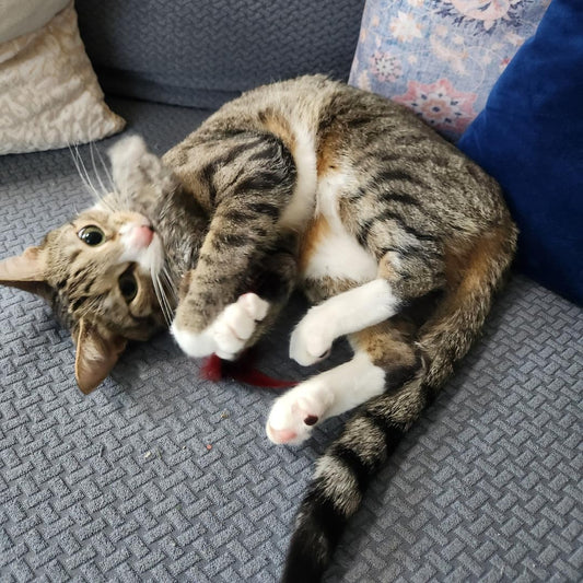 GoCat Da Fur Thing Cat Toy, Rabbit Fur and Feather Toy Stuffed with Catnip