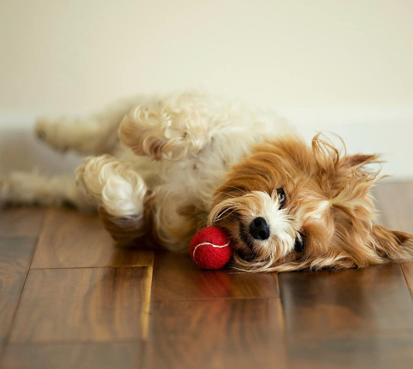 Midlee MINI Dog Tennis Balls, Red, 1.5" 12-Pack- Fetch Ball Laucher Pet Small Tennis Balls