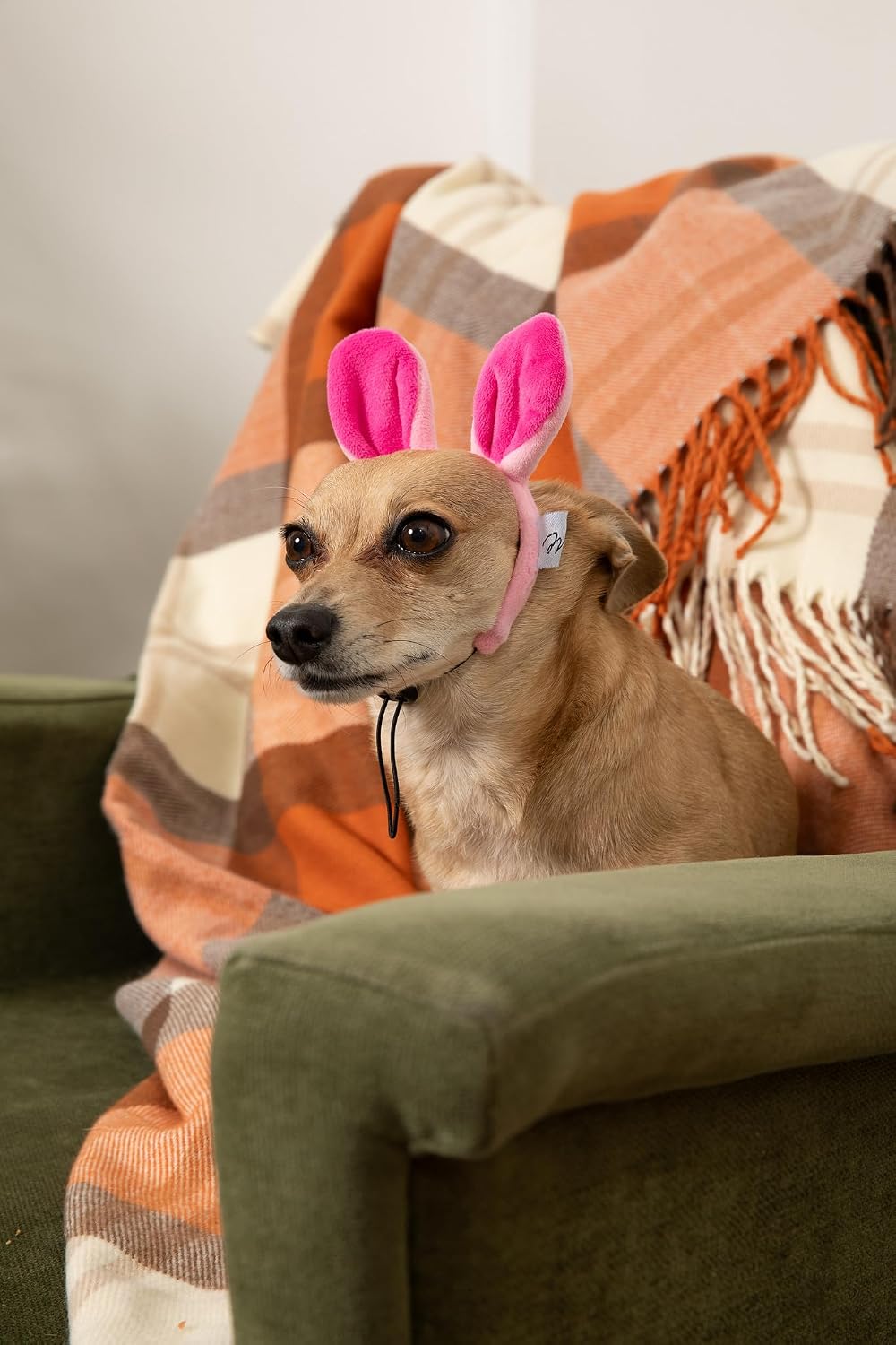 Midlee Pig Headband with Tail Dog Halloween Costume - Small