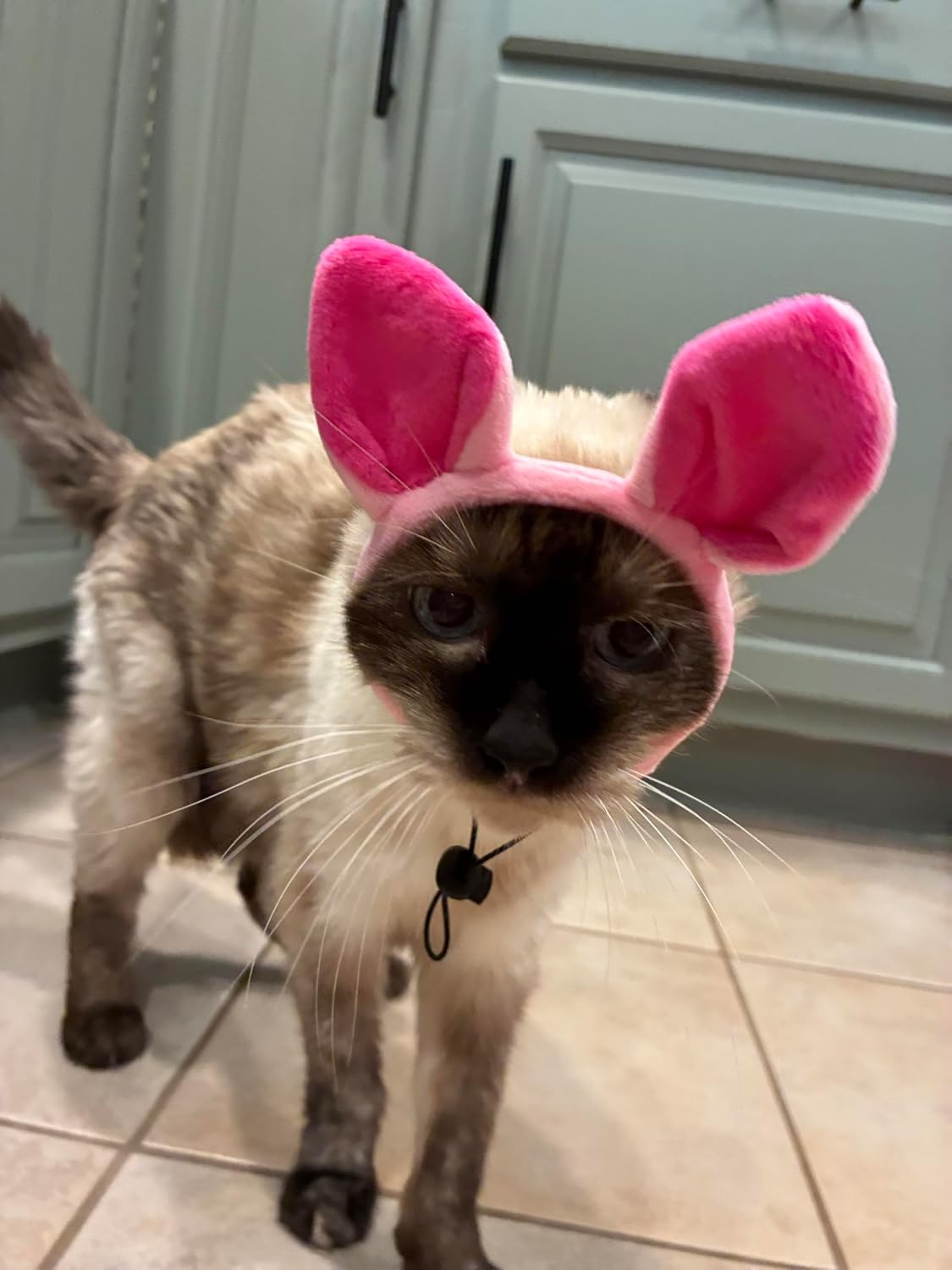 Midlee Pig Headband with Tail Dog Halloween Costume - Small