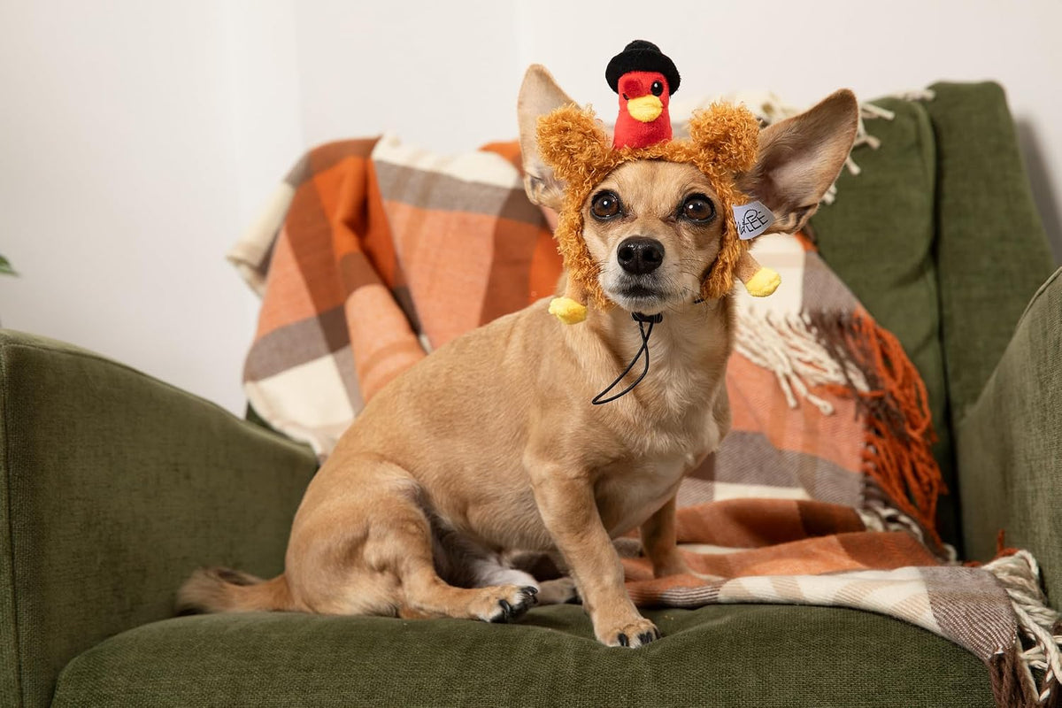 Midlee Pilgrim Turkey Dog Headband Thanksgiving Costume - Small