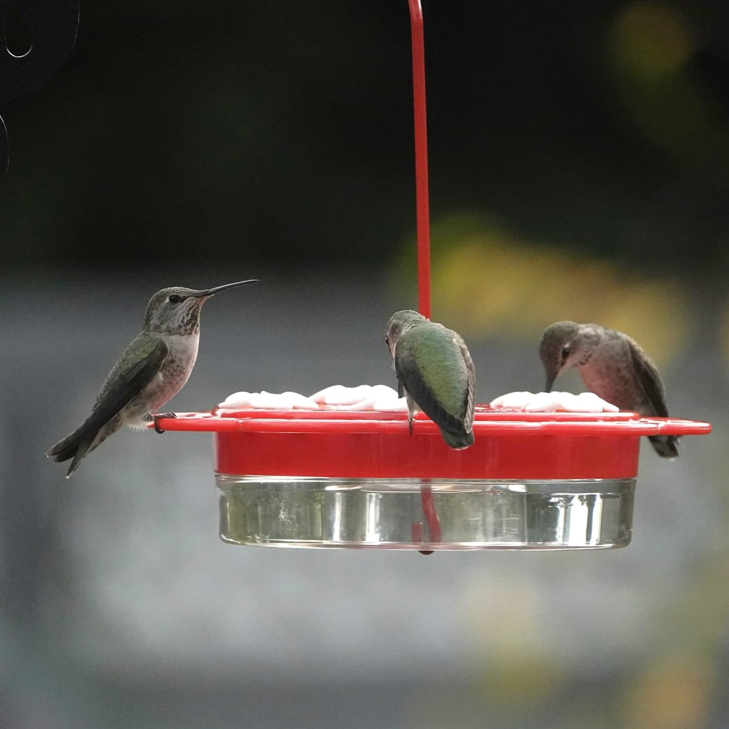 Nature's Way Red 2 in 1 Plastic Dish Hanging Hummingbird Feeders - 13 Oz