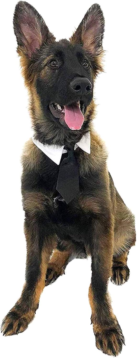 Midlee Formal Black Dog Tie