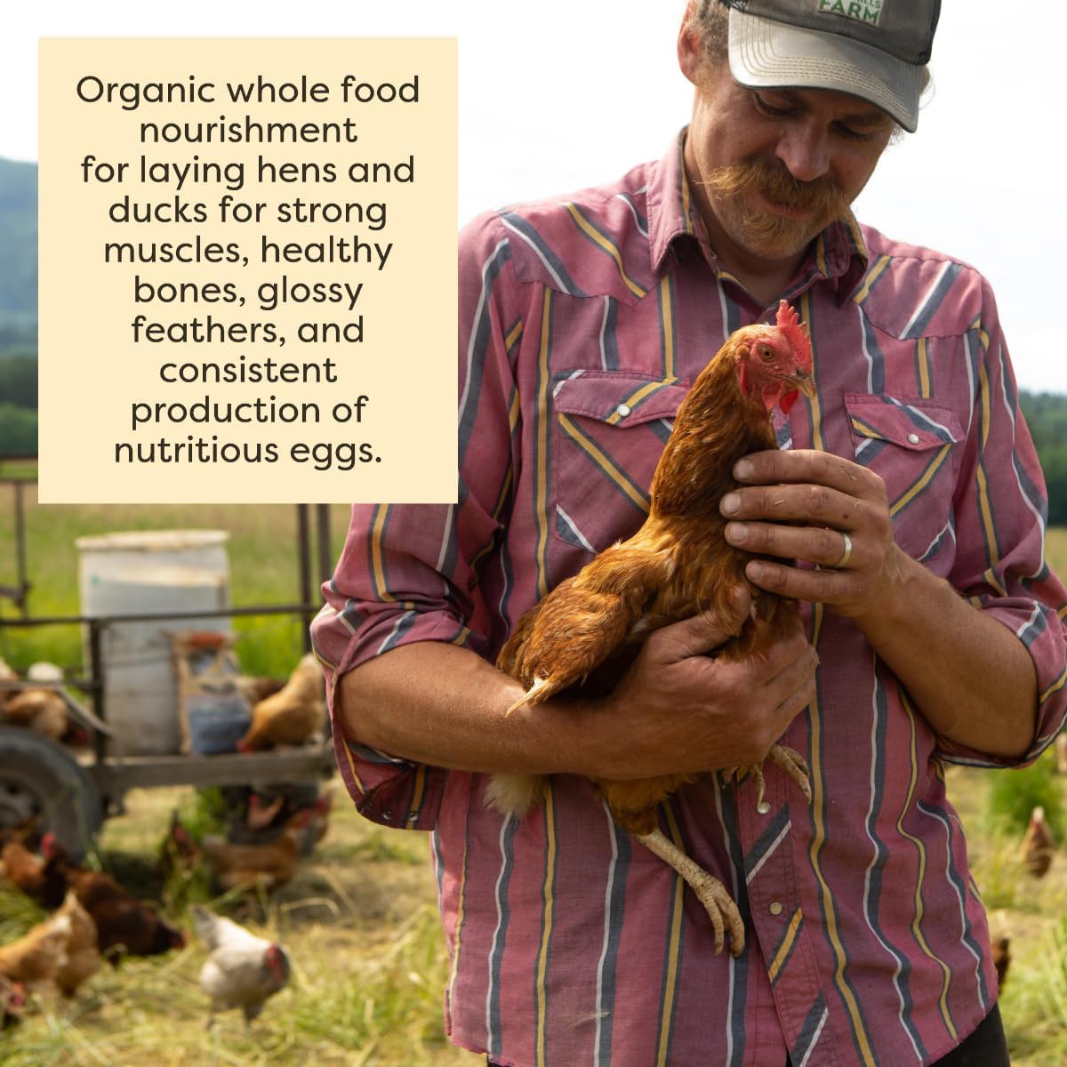 Scratch and Peck Naturally Free Organic Chicken & Duck 16% Layer Mash With Corn - 40-lbs