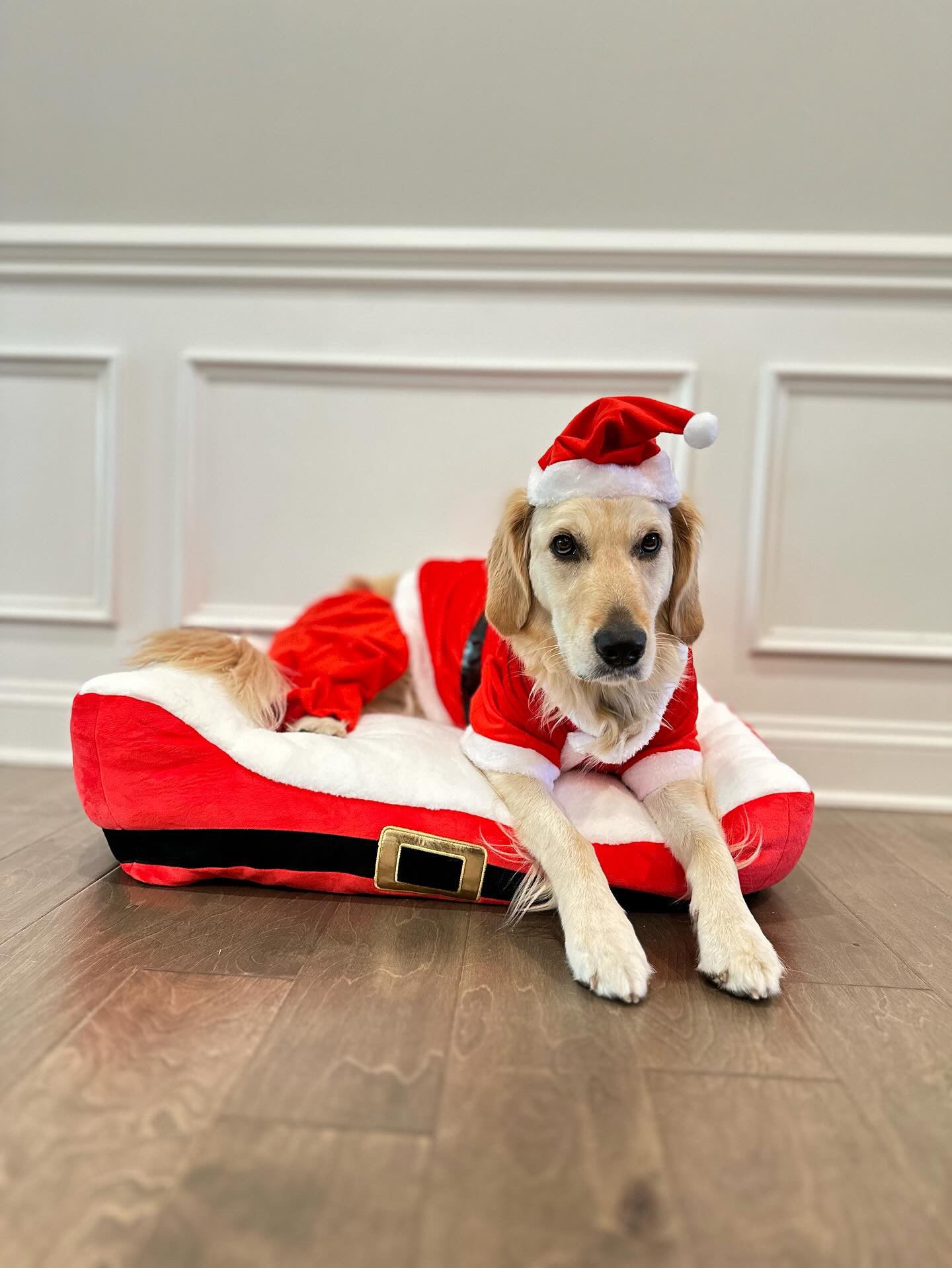 Midlee Dog Santa Claus Costume (Small) Midlee Dog Santa Claus Costume (Small)