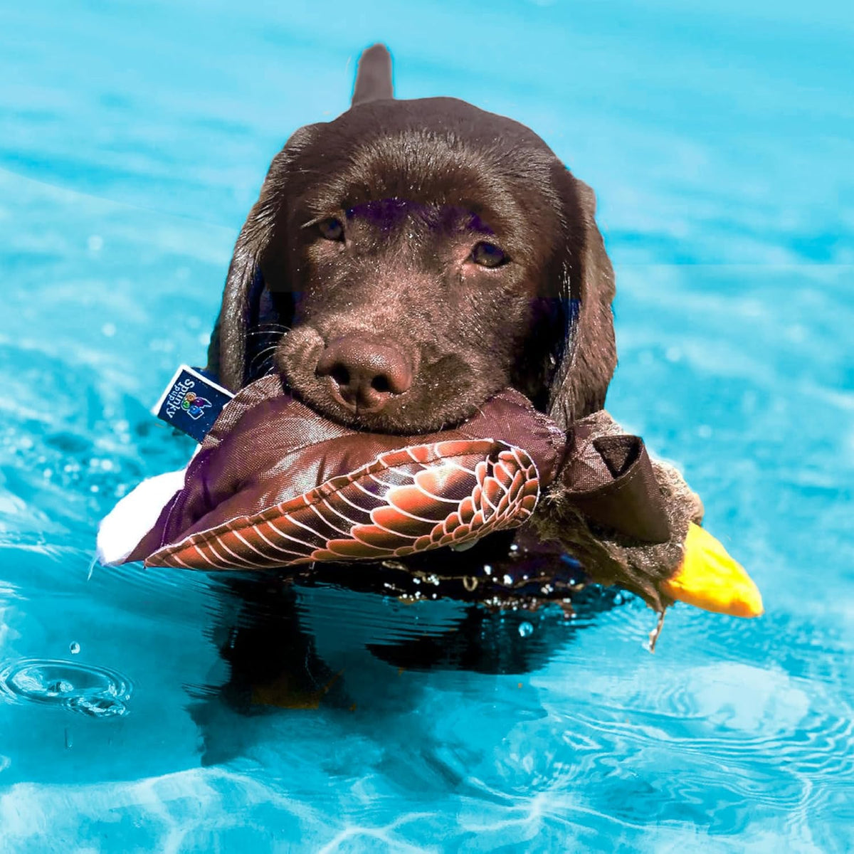 Spunky Pup Fly & Fetch Eagle Flying Dog Toy