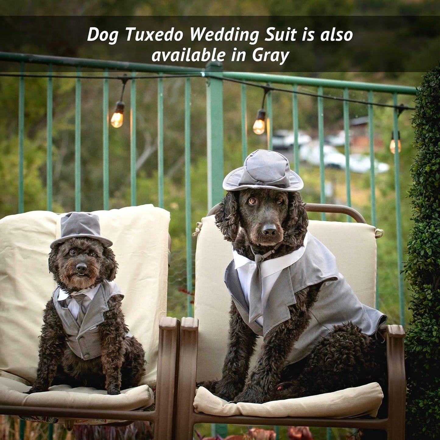 Midlee Dog Tuxedo Wedding Suit- Black Top Hat & Leash