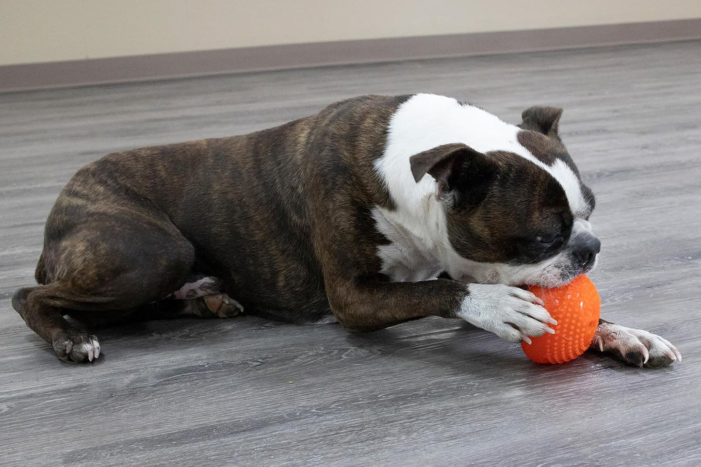 Starmark Everlasting Treat Bento Ball Tough Dog Stimulated Toy - Medium(under 40 pounds)