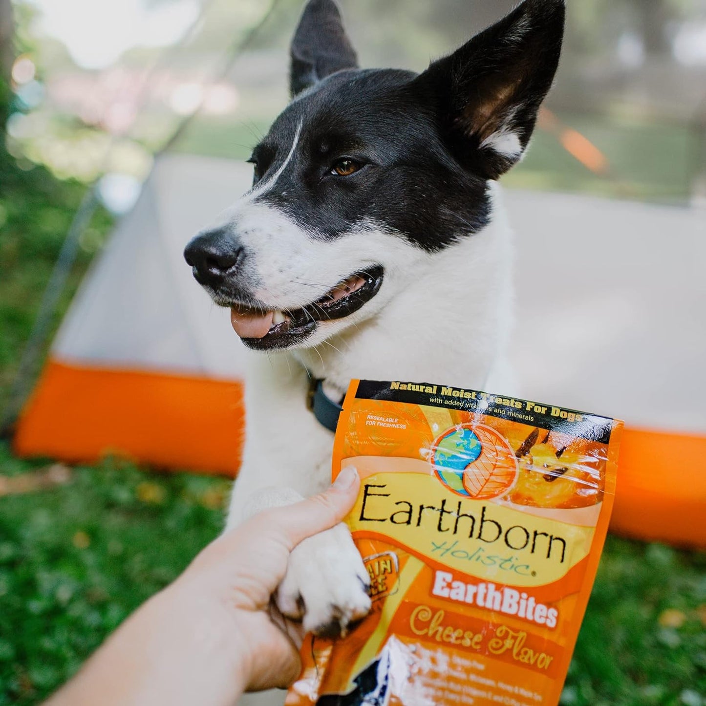 Earthborn Holistic EarthBites Cheese Flavor Grain-Free Moist Dog Treats - 7.5 oz