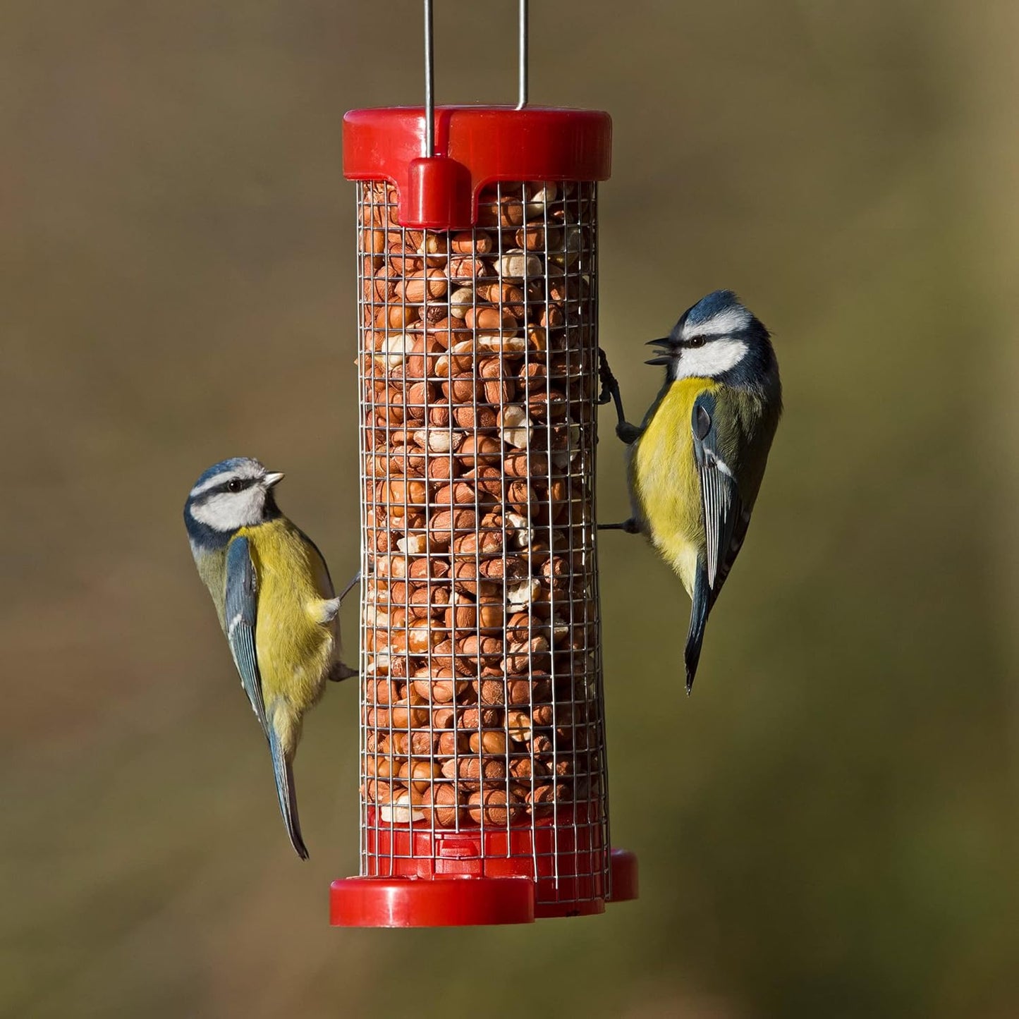 Jacobi Jayne Small Red Get Set Go! Peanut Bird Feeders