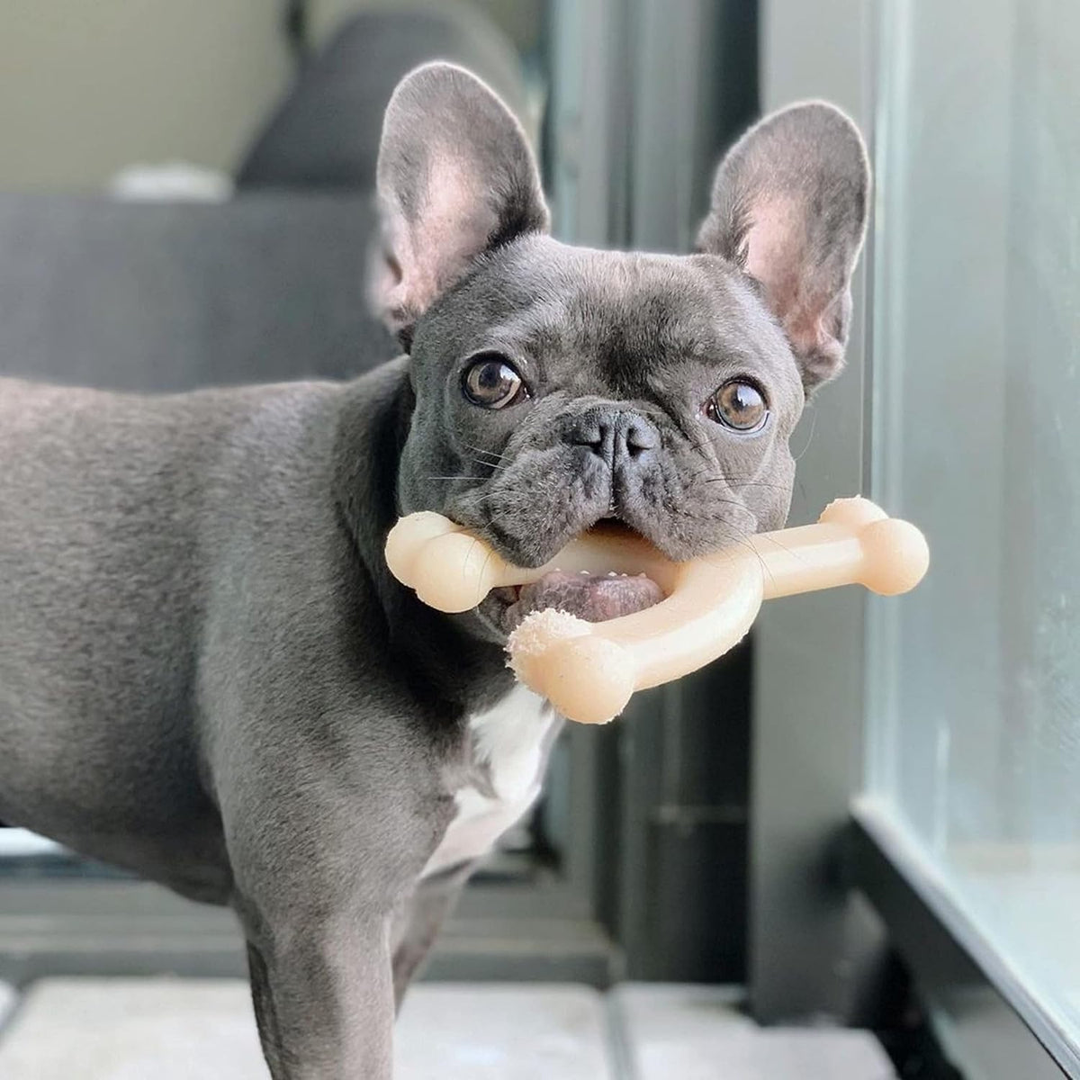 Nylabone Dura Chew Wishbone - Original Flavor(Wolf - For Dogs 26-35 lbs)