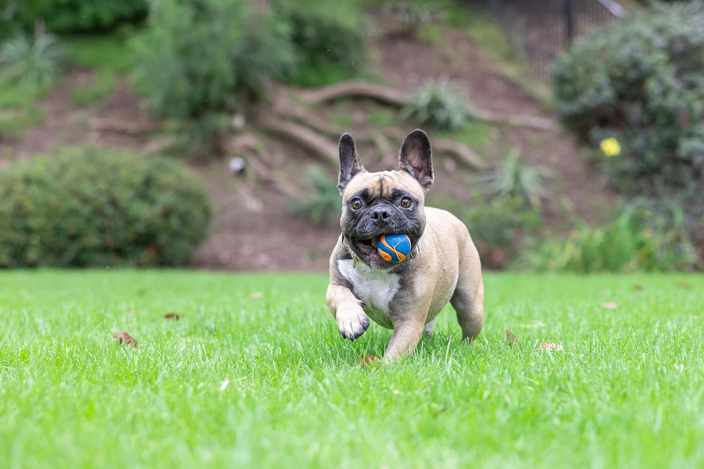 Chuckit Ultra Squeaker Ball Dog Toy- Small