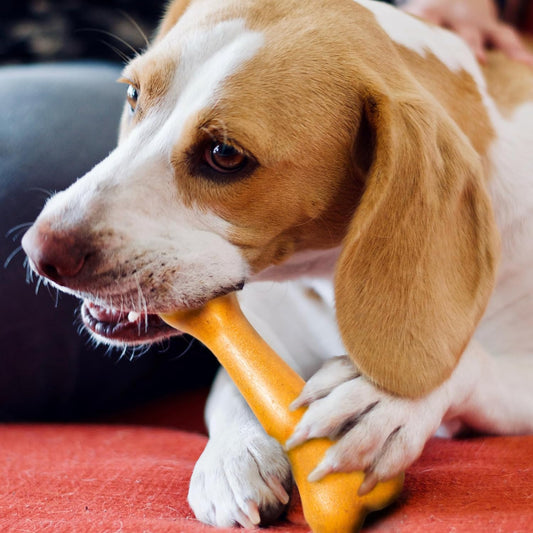 ETHICAL/SPOT Bam-Bone Plus Dino Bone Peanut Butter Flavor Chew Toy - 7.25"