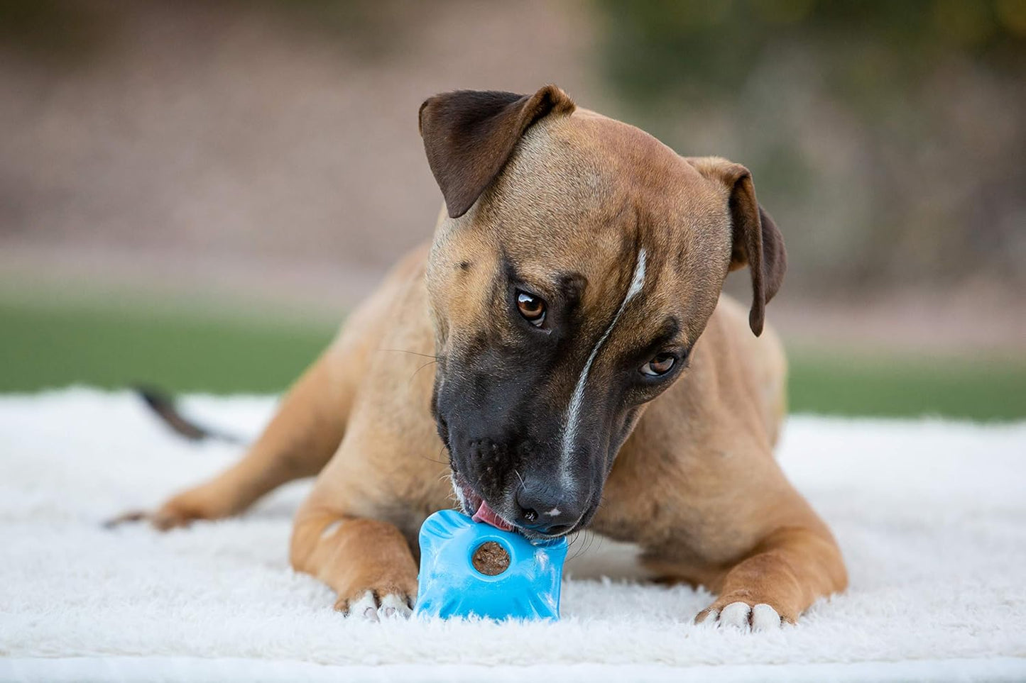 Jolly Pets Flex-N-Chew Squarble Bouncing/Floating Dog Toy, 2.5"Medium-Blue