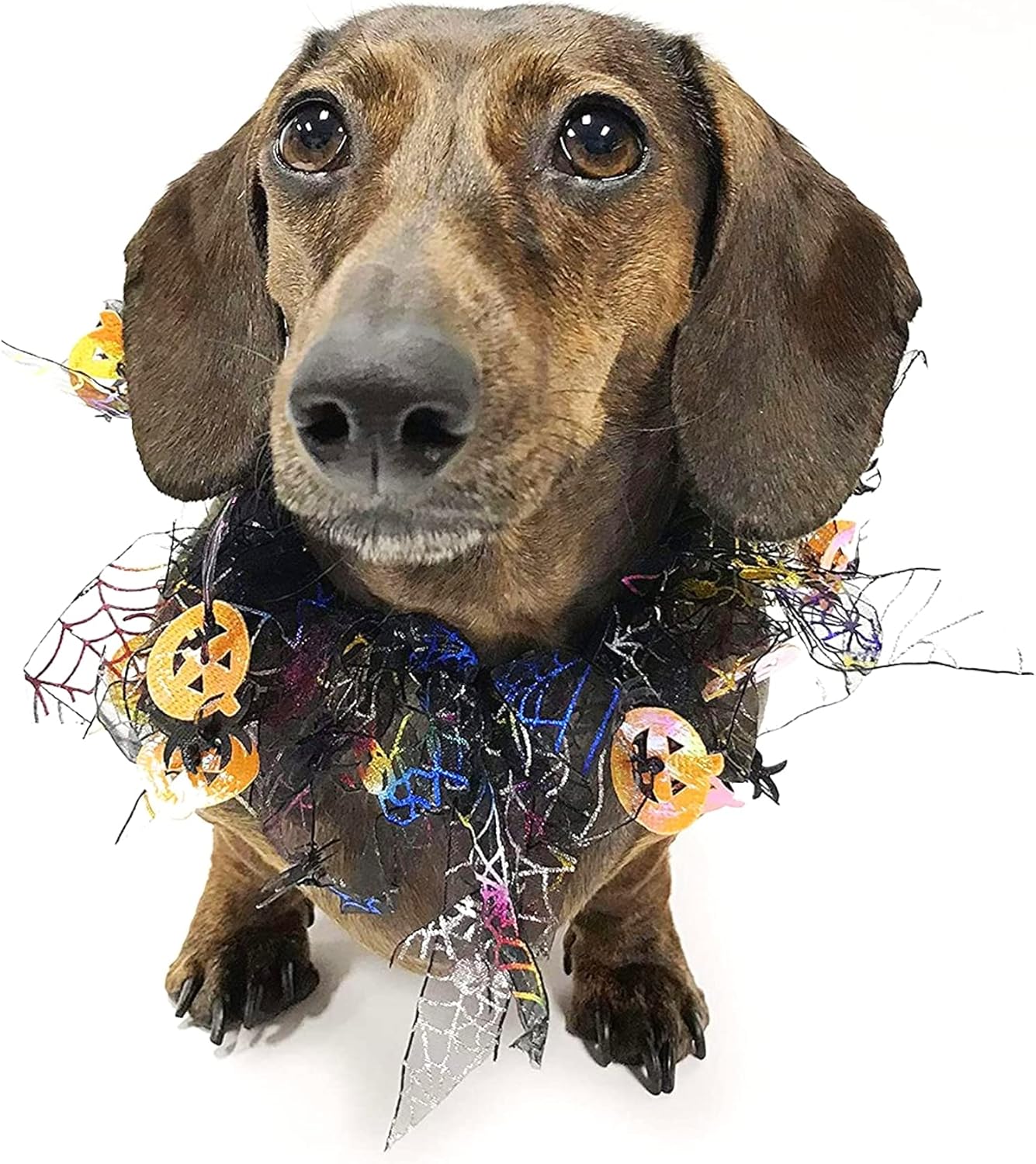 Midlee Pumpkin & Spider Web Halloween Decorative Dog Collar (Large)