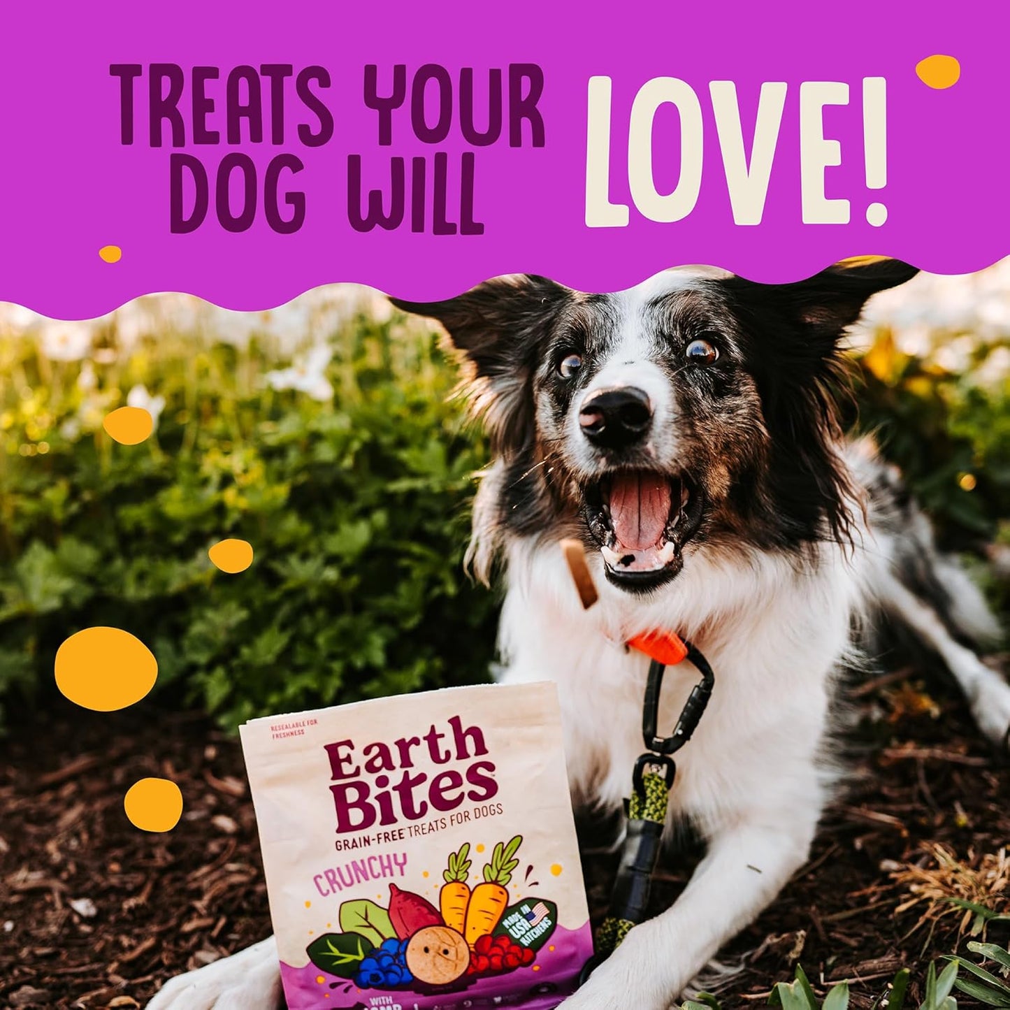Earthborn Holistic EarthBars Lamb & Pumpkin Grain-Free Crunchy Dog Treats - 2 lbs