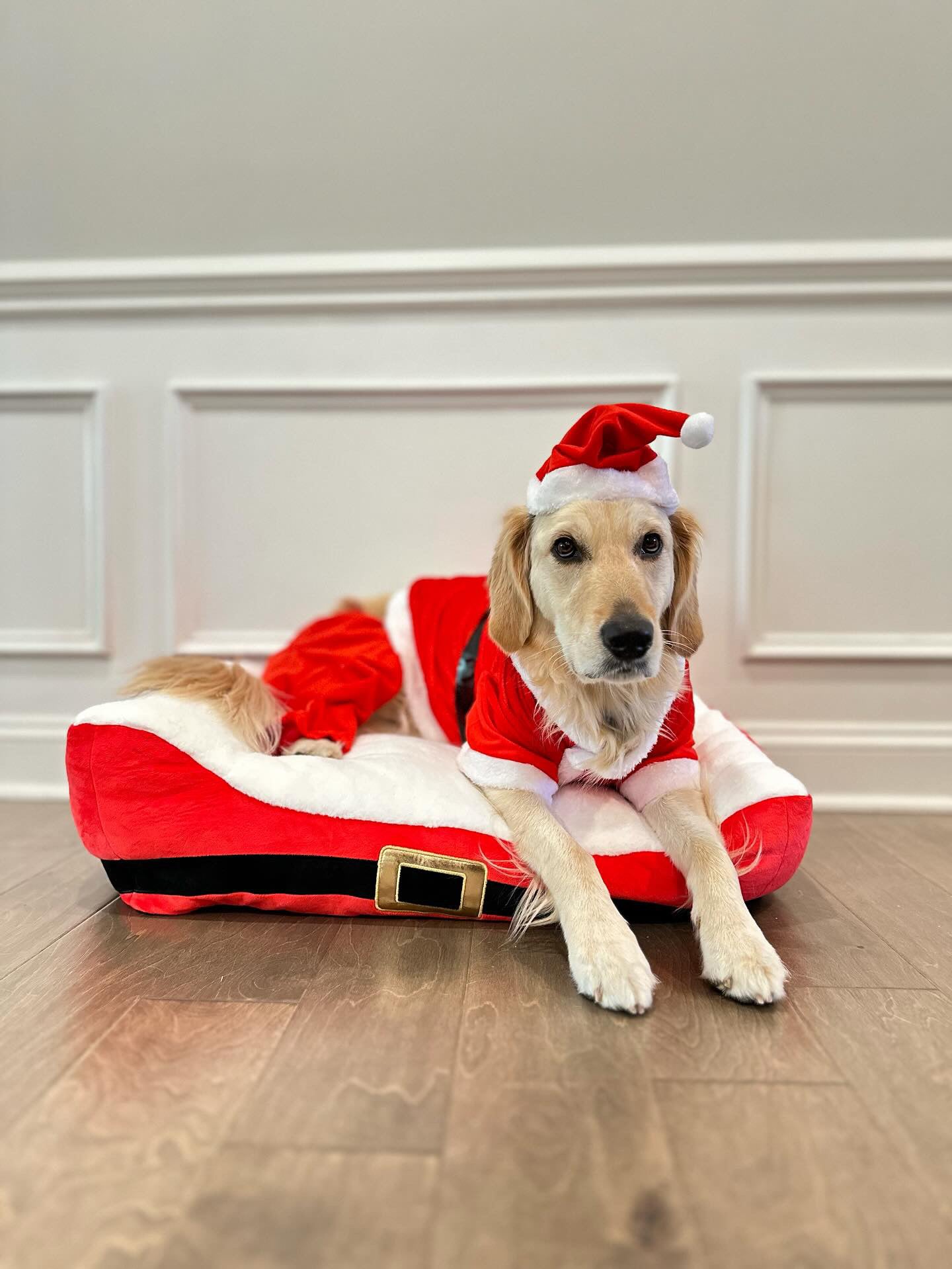 Dog in 2024 santa outfit