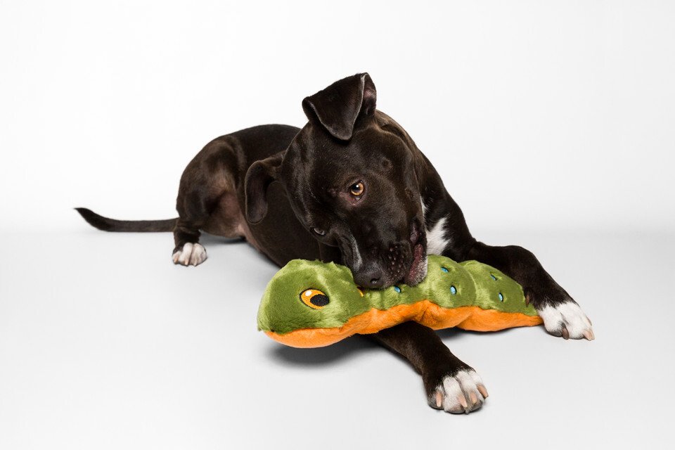 Fluff & Tuff Katie the Caterpillar Dog Toy