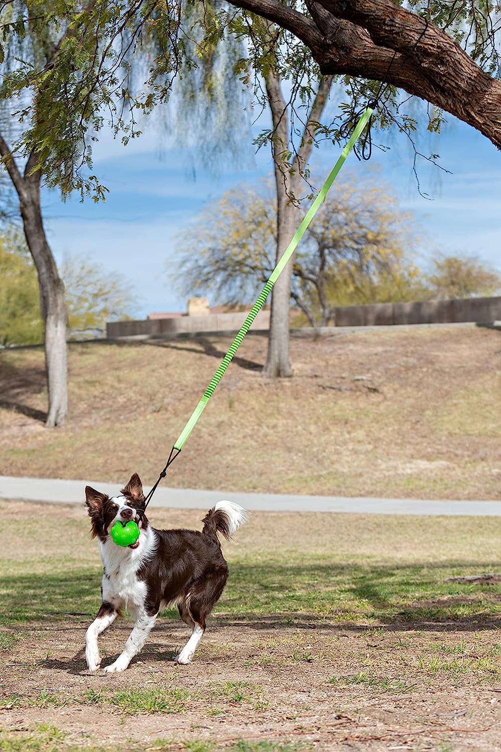 Jolly Pets Tree Tugger For Dog - Green