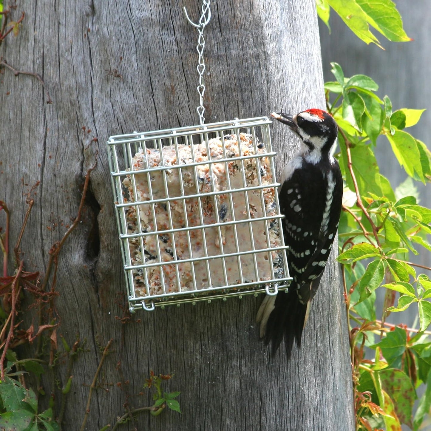 Pacific Bird & Supply Co Mealworm + Peanut Suet Cakes (Case of 12)