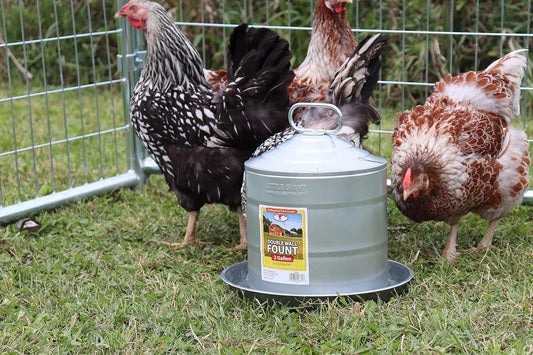 Little Giant 2 Gallon Steel Chick Galvanized Double Wall Fountain