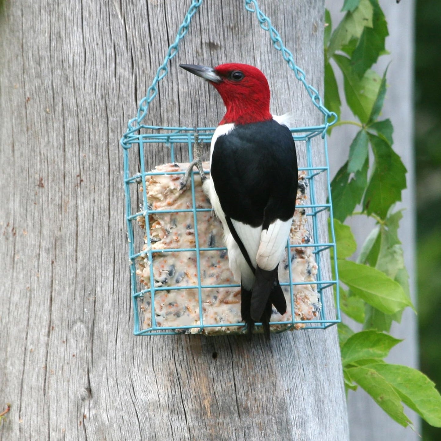 Pacific Bird & Supply Co Mealworm + Berry Suet Cakes  (Case of 12)