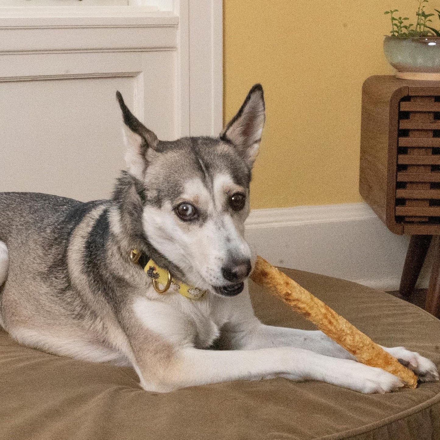 Fieldcrest Farms Nothin' to Hide 10" Bagels Bacon Flavor Premium Dog Chew - 6.38 oz(Pack of 2)