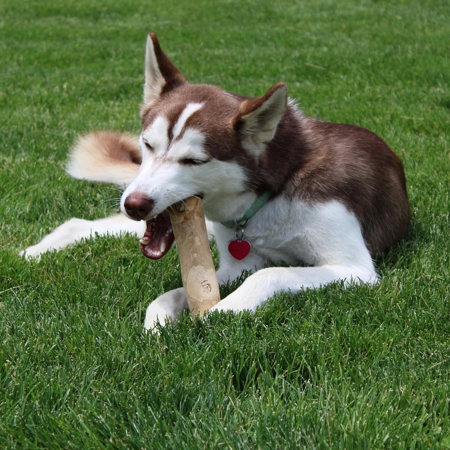 ETHICAL/SPOT Love The Earth Coffee Wood Dog Chew Toy  (X-Large)