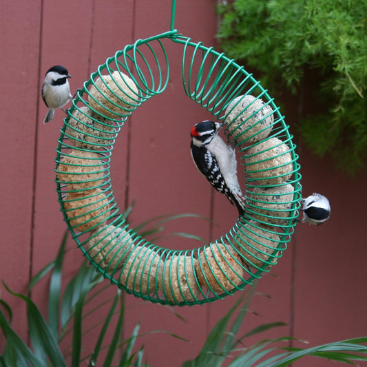 Pacific Bird & Supply Co Mealworm + Mixed Nut Suet Balls (12 Pack)