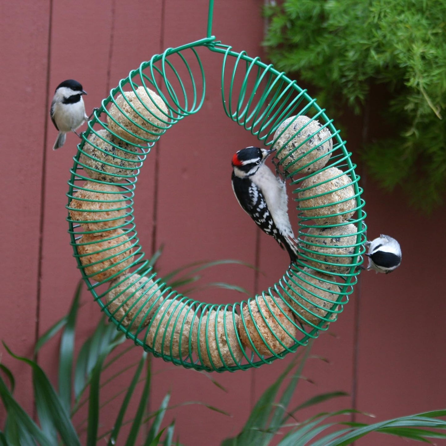 Pacific Bird & Supply Co Mealworm + Mixed Nut Suet Balls (12 Pack)