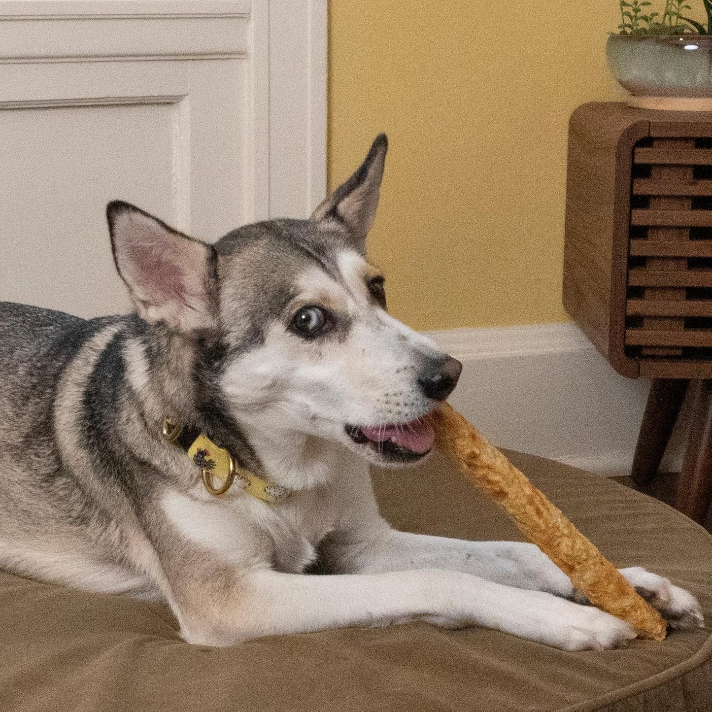 Fieldcrest Farms Nothin' to Hide 10" Bagels Bacon Flavor Premium Dog Chew - 6.38 oz(Pack of 2)