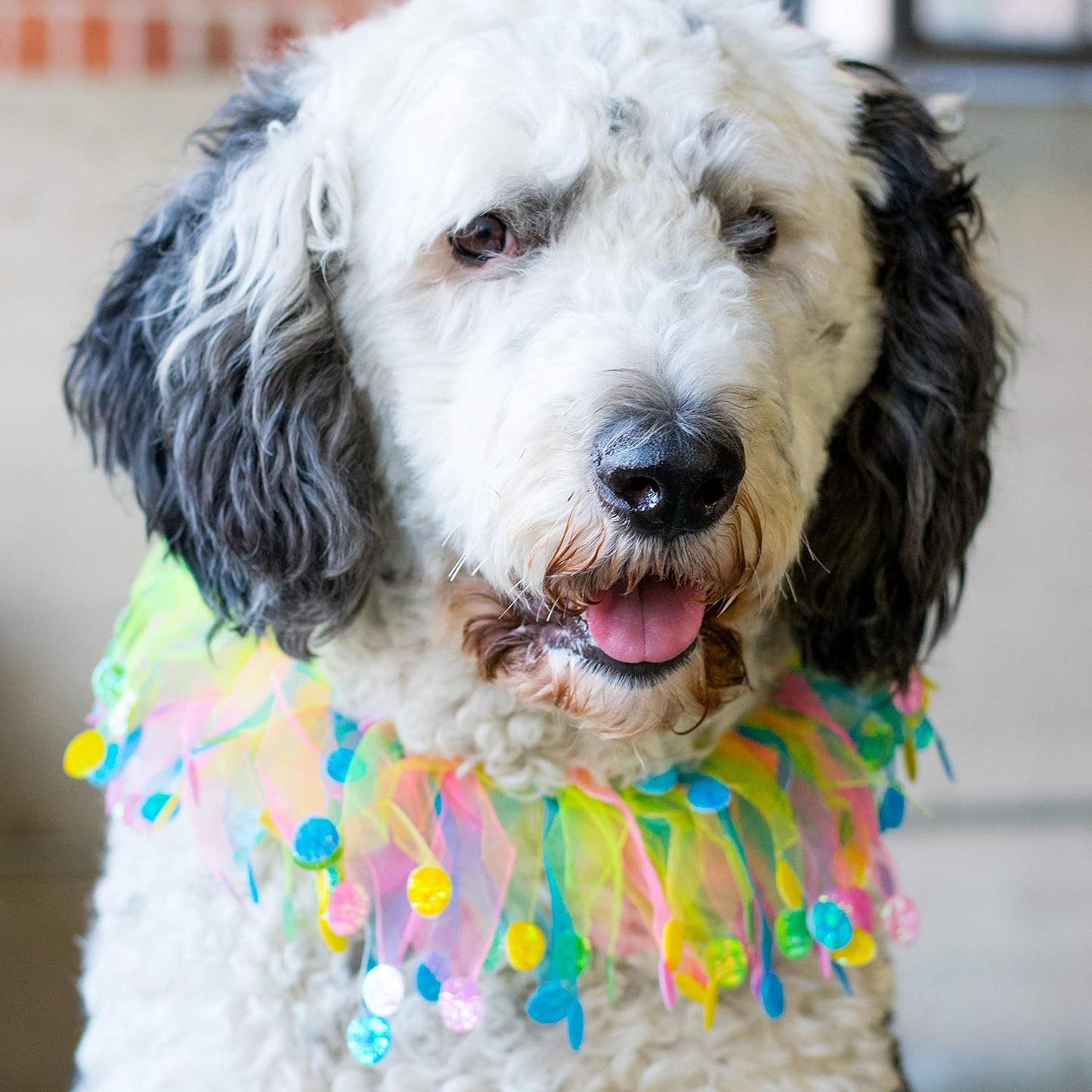Midlee Easter Egg Decorative Dog Collar
